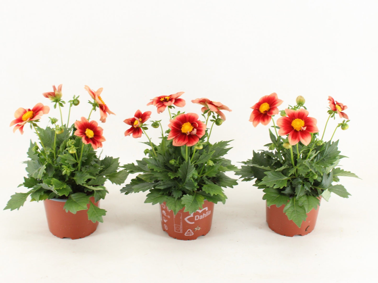 Dahlia Summerbees Red Bicolor 35cm 15cm Pot