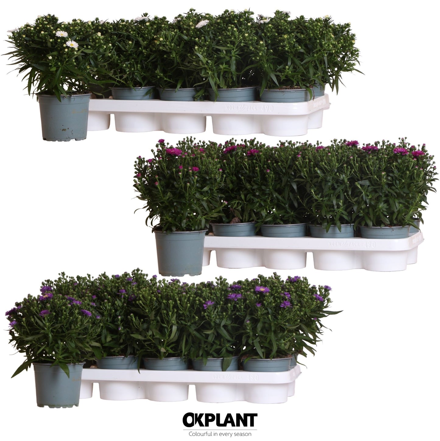 OK Plant Aster nb. Starletta mix Pack of 10