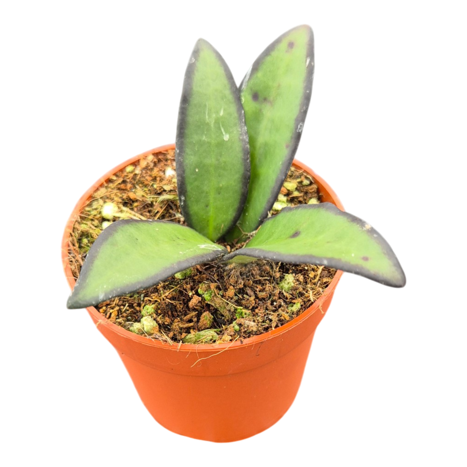 Hoya Rosita 7cm Pot