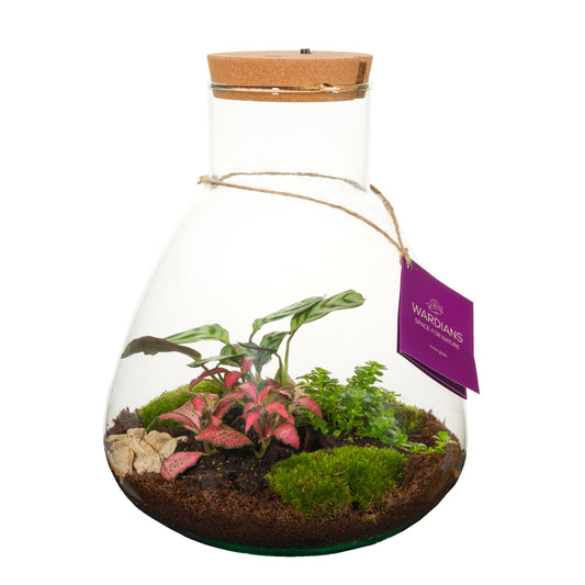 arr. terrarium + led 30cm 26cm Pot