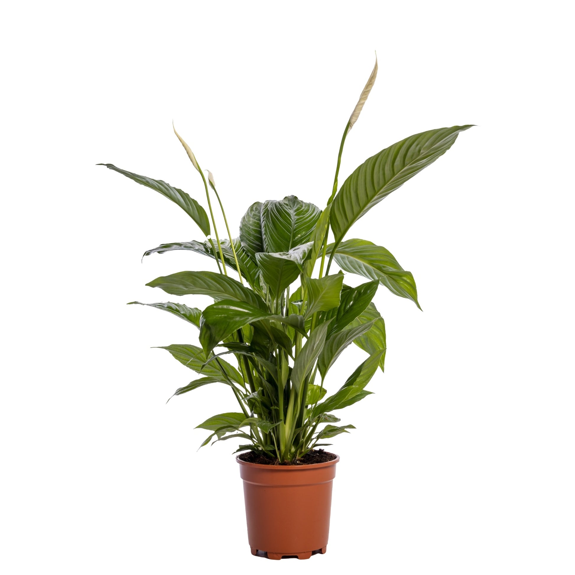 Spathiphyllum Bingo Cupido 80cm 19cm Pot