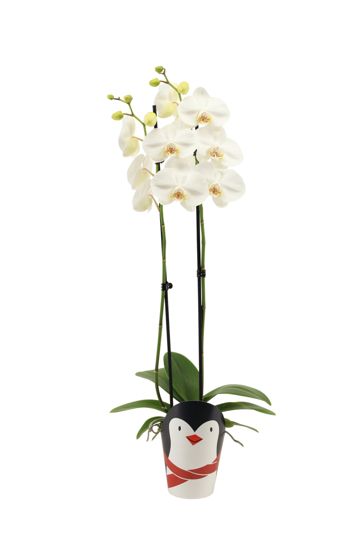 Phalaenopsis white 55cm 12cm Pot