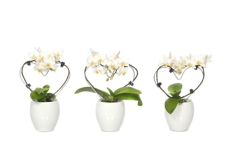 Phalaenopsis hybrid 17cm 6cm Pot