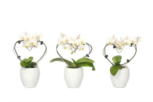 Phalaenopsis hybrid 17cm 6cm Pot