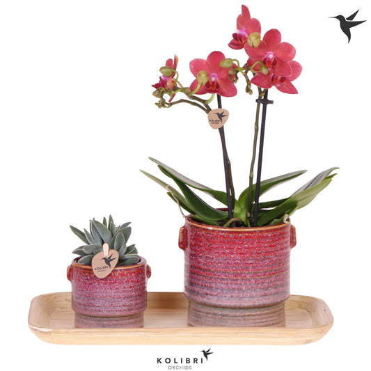 Phalaenopsis arrangement 40cm 18cm Pot