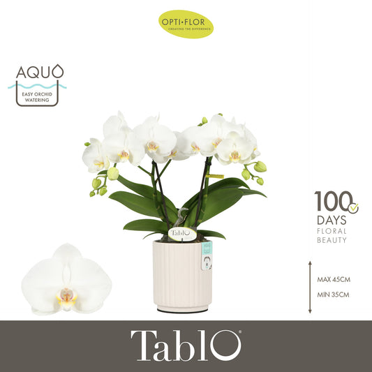 Phalaenopsis Tablo white 40cm 12cm Pot