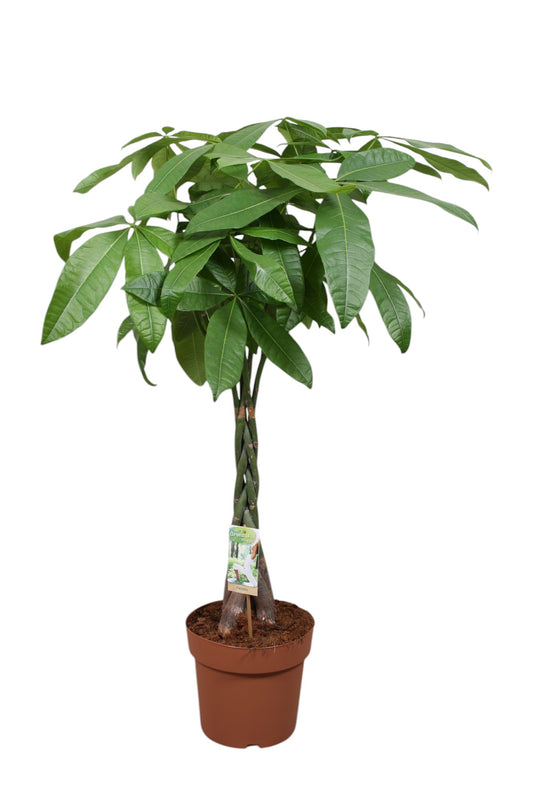 Pachira aquatica 120cm 24cm Pot