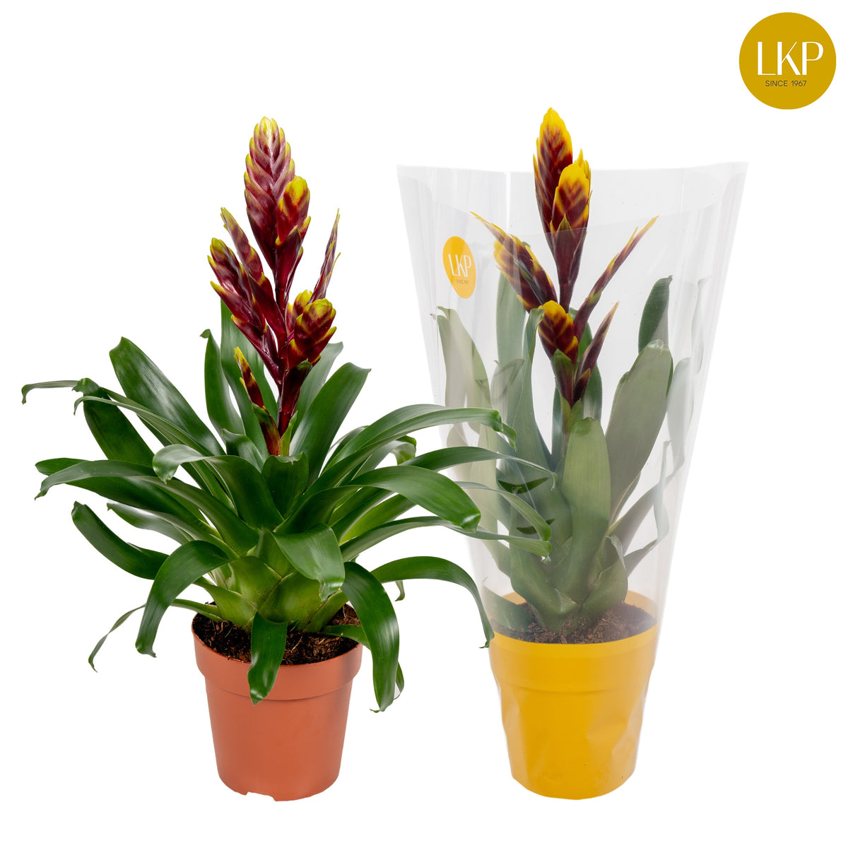 Vriesea Intenso Purple Flame 45cm 12cm Pot