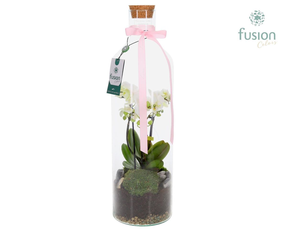 Green Bottle Fles Large met 4 tak Phalaenopsis 24 uurs levertijd 55cm 15cm Pot