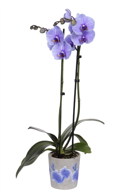 Phalaenopsis Hybrid 55cm 12cm Pot