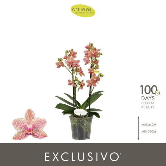 Phalaenopsis Exclusivo Pikachu 45cm 12cm Pot
