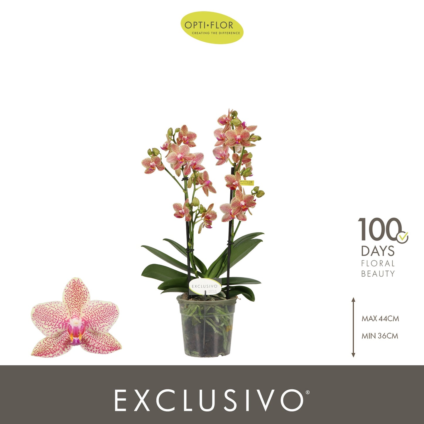 Opti-Flor Phalaenopsis Exclusivo Pikachu Pack of 6