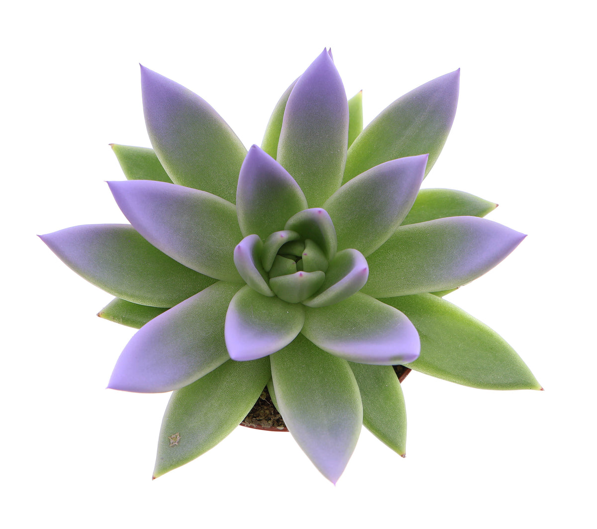 Miranda tips sky blue 10cm 8.5cm Pot