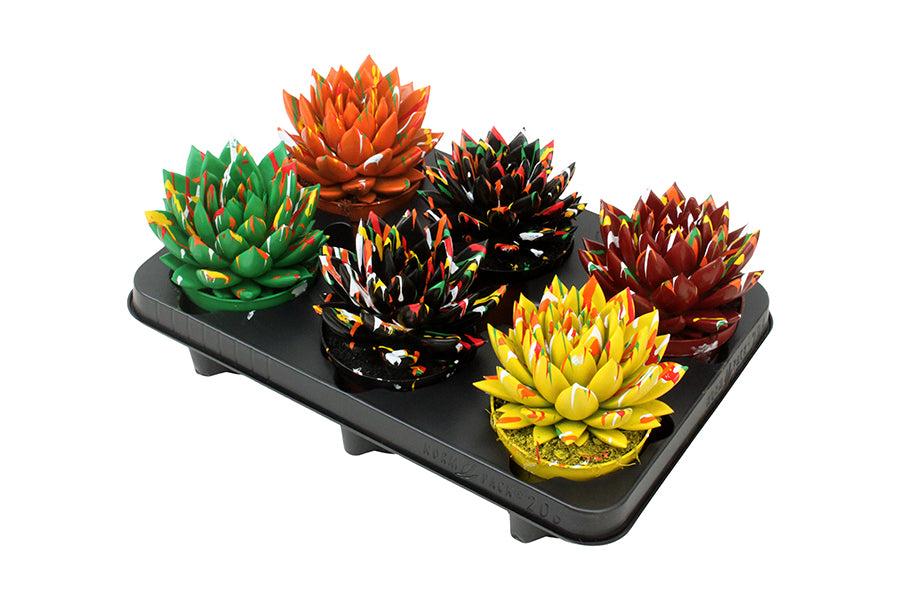 Echeveria colored Splash autumn mix 13cm 10.5cm Pot