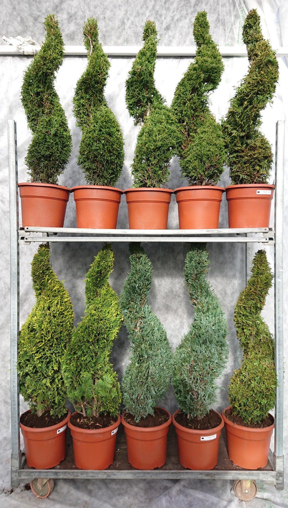 Conifer mix 110cm 26cm Pot