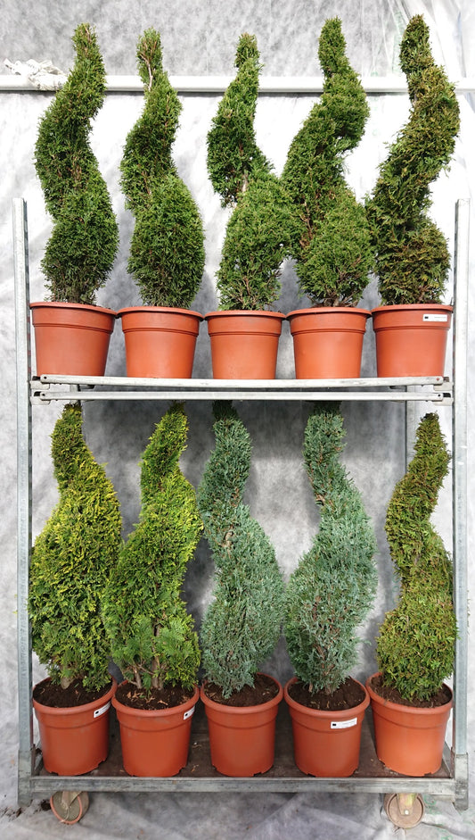 Conifer mix 110cm 26cm Pot