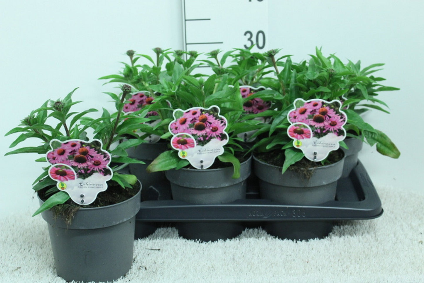 Echinacea hybrid 30cm 17cm Pot