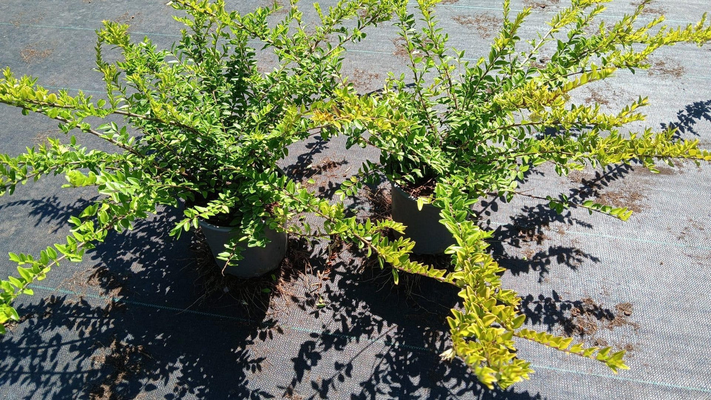 Lonicera Maigruen 25cm 15cm Pot