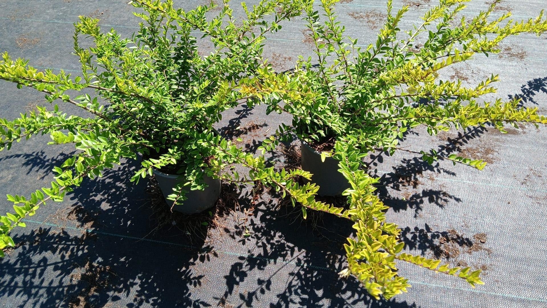 Lonicera Maigruen 25cm 15cm Pot