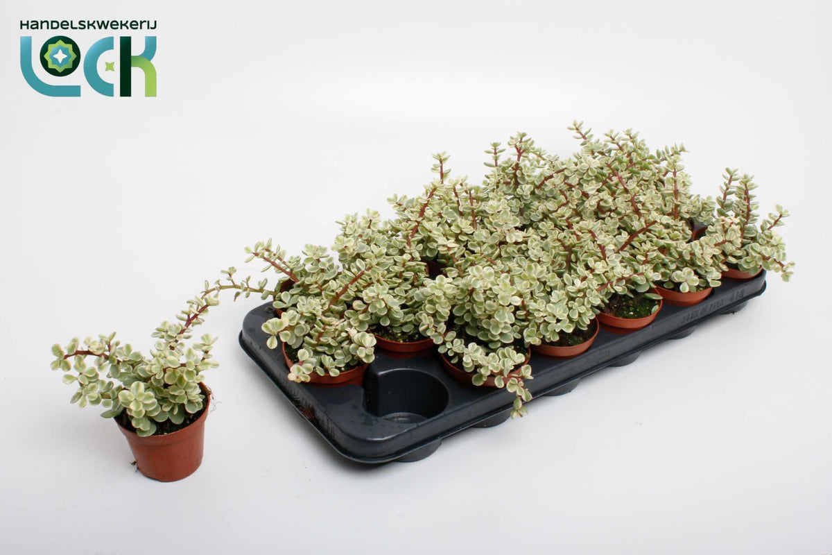 Portulacaria afra Variegata 15cm 8.5cm Pot