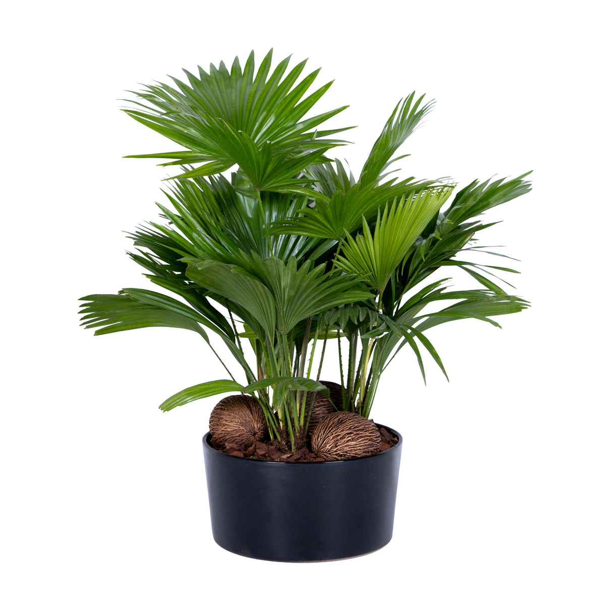 Livistona rotundifolia 48cm 26cm Pot