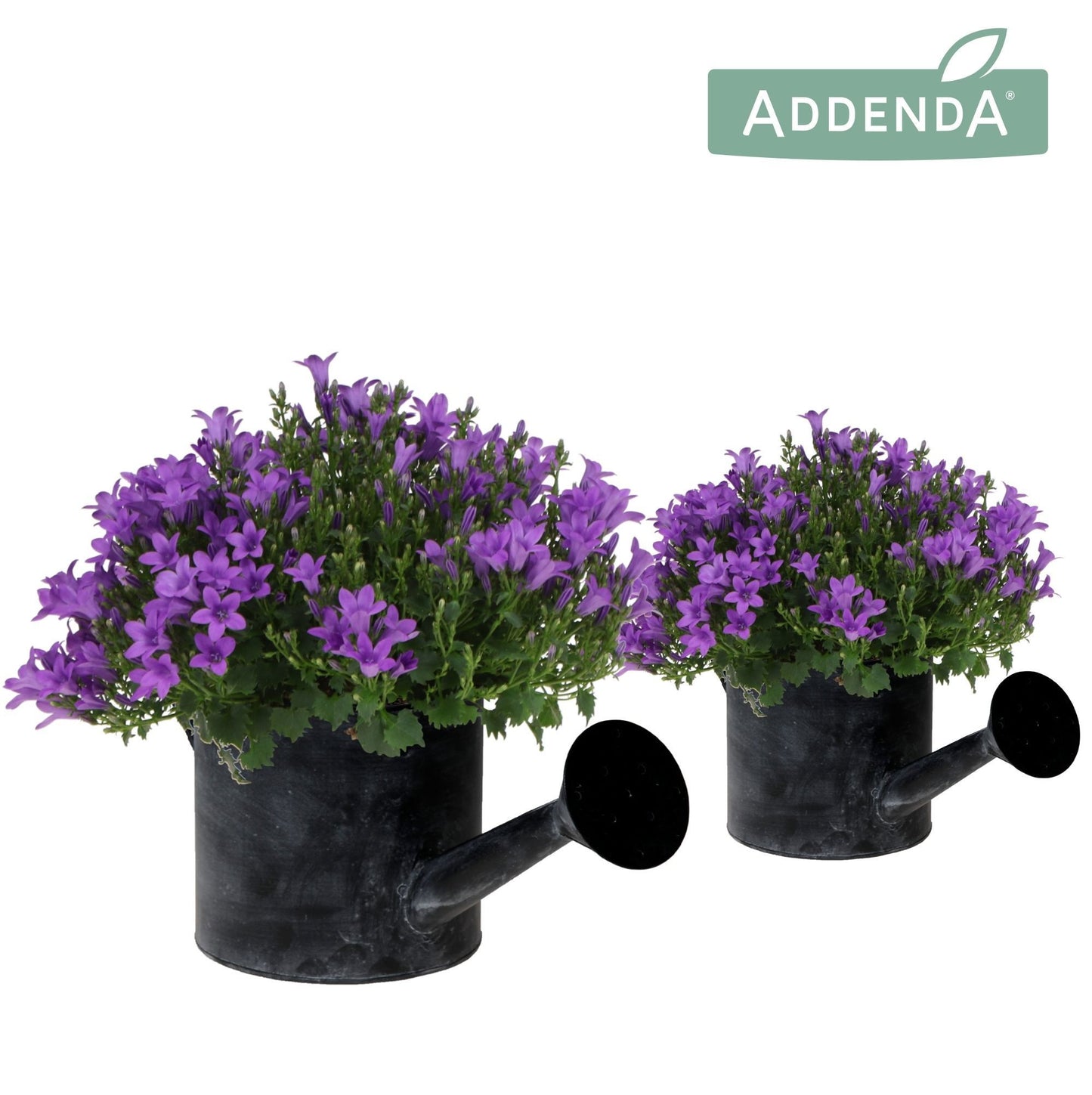 Campanula Intense Purple (+ drp.Watering can) 25cm 12cm Pot