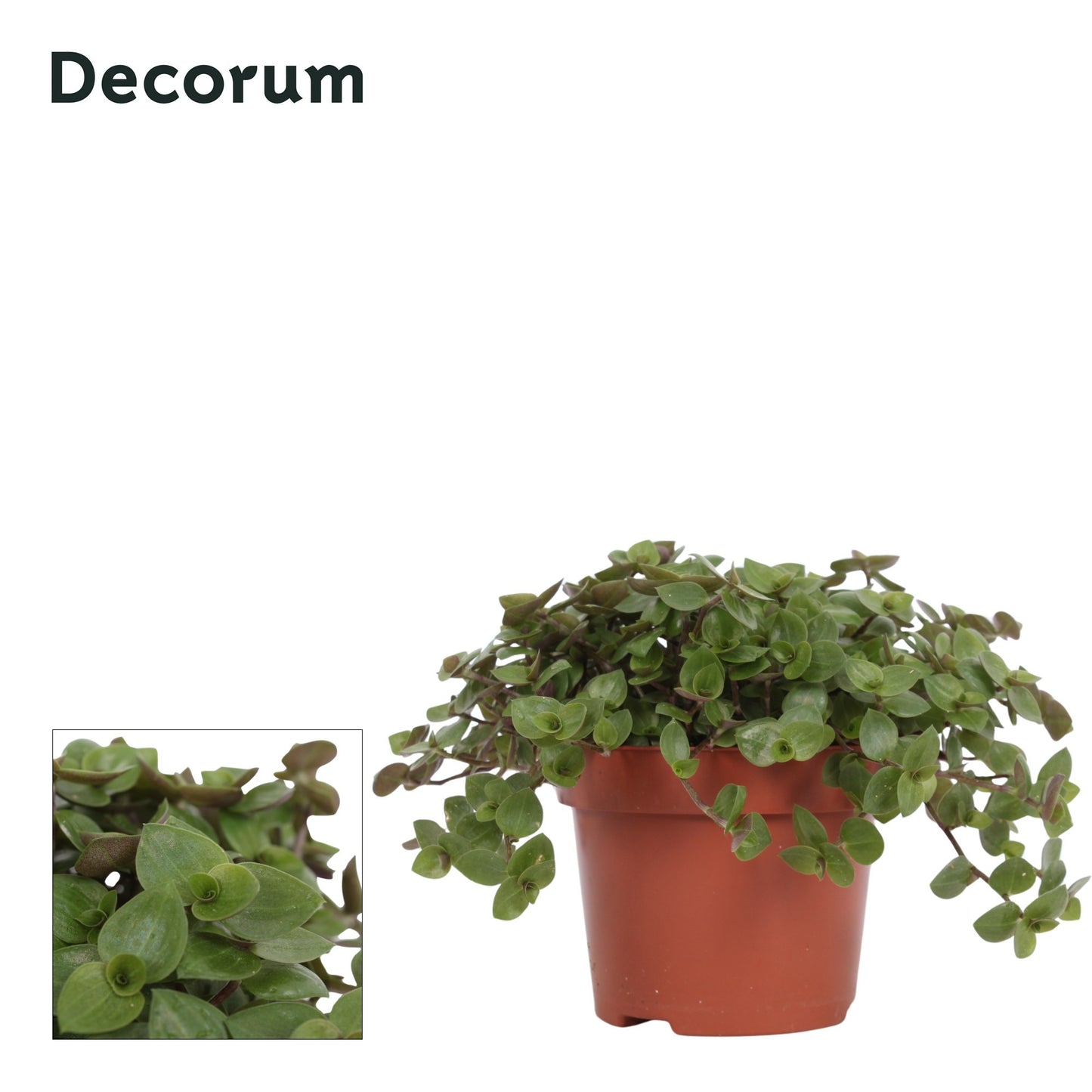 Callisia repens 18cm 12cm Pot