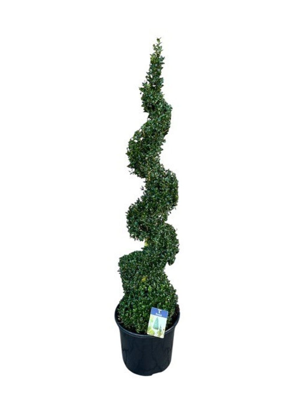 Buxus sempervirens ball 120cm 38cm Pot