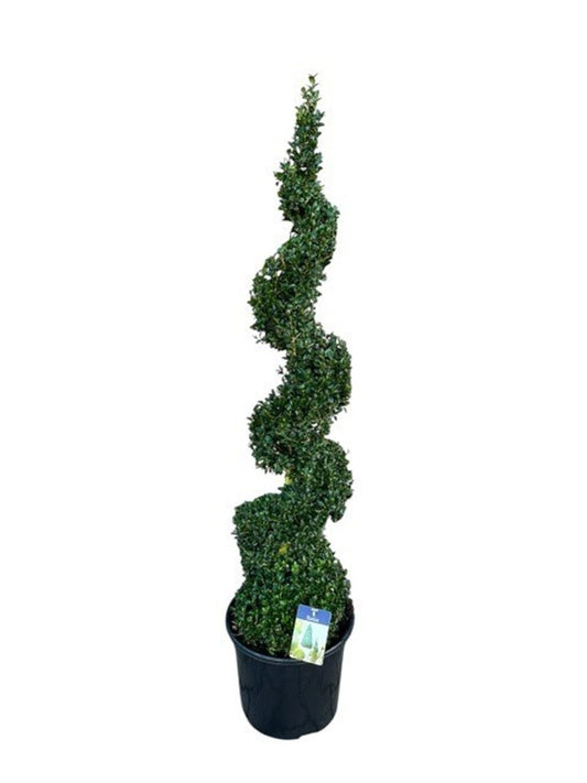 Buxus sempervirens ball 120cm 38cm Pot