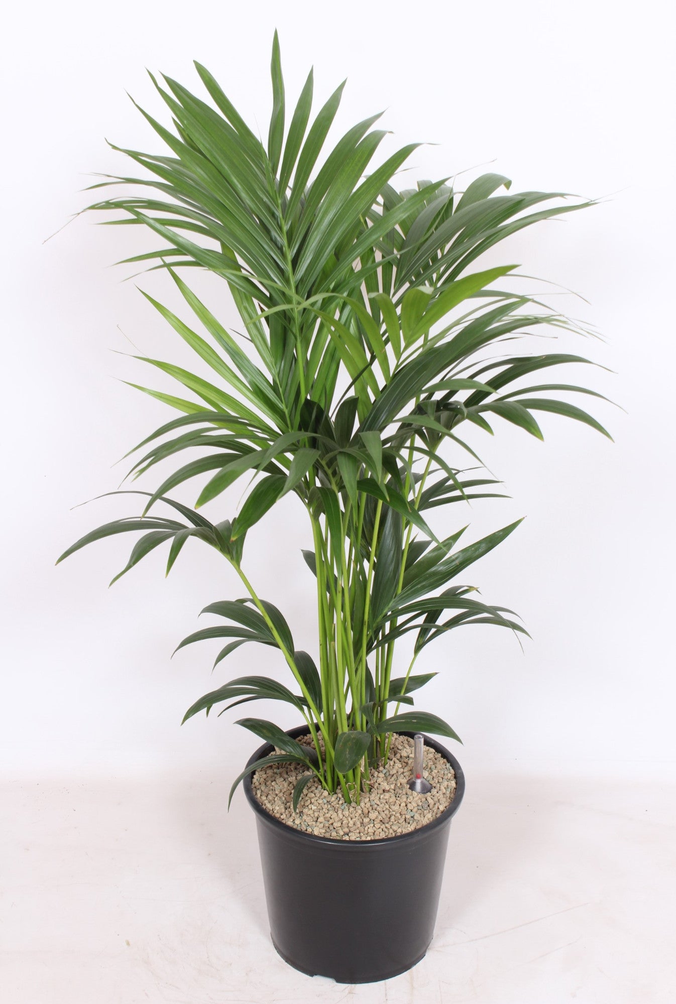 Howea forsteriana 120cm 32cm Pot
