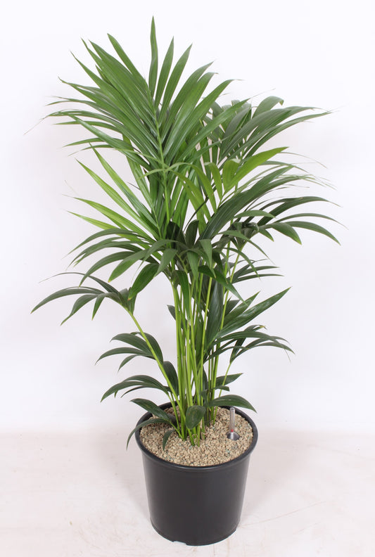 Howea forsteriana 120cm 32cm Pot