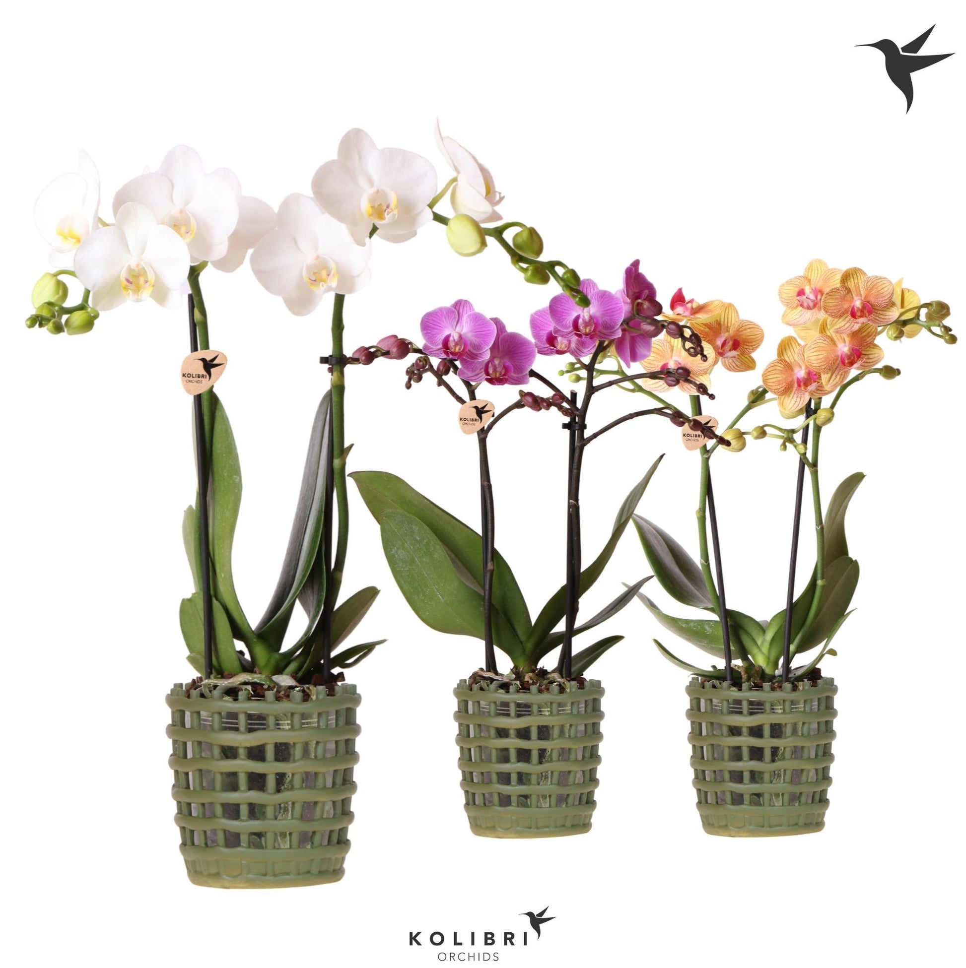 Phalaenopsis mix 40cm 9cm Pot