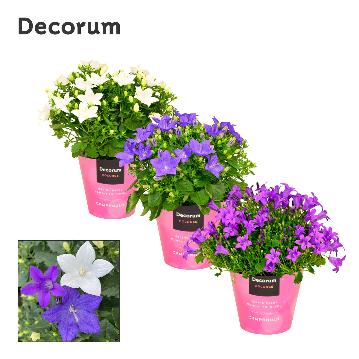 Campanula Hybrid 17cm 11cm Pot