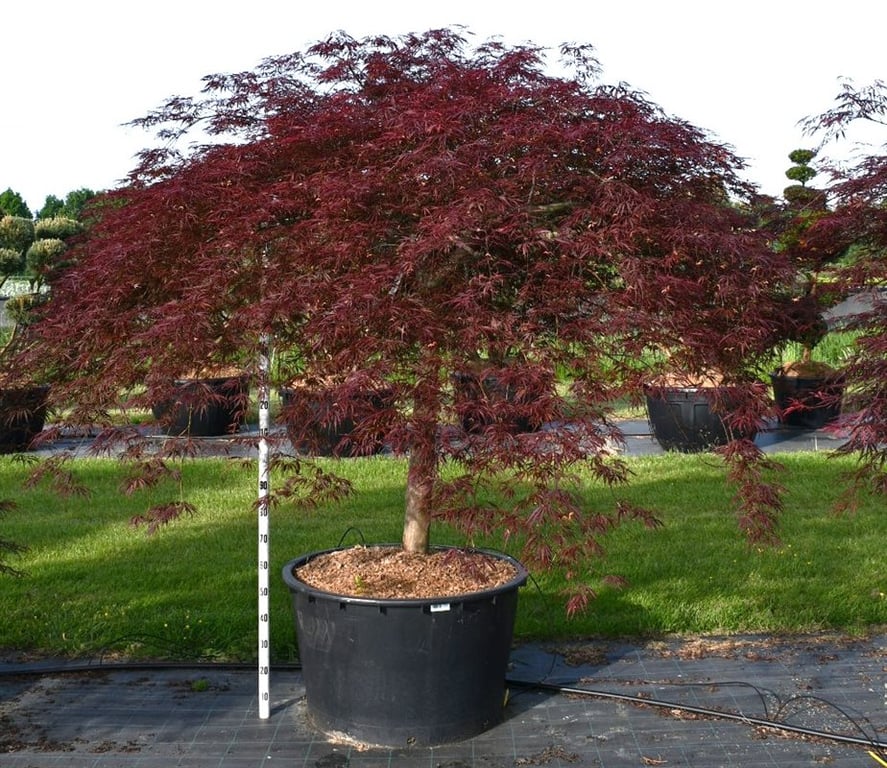 Acer Inaba-shidare 260cm 90cm Pot