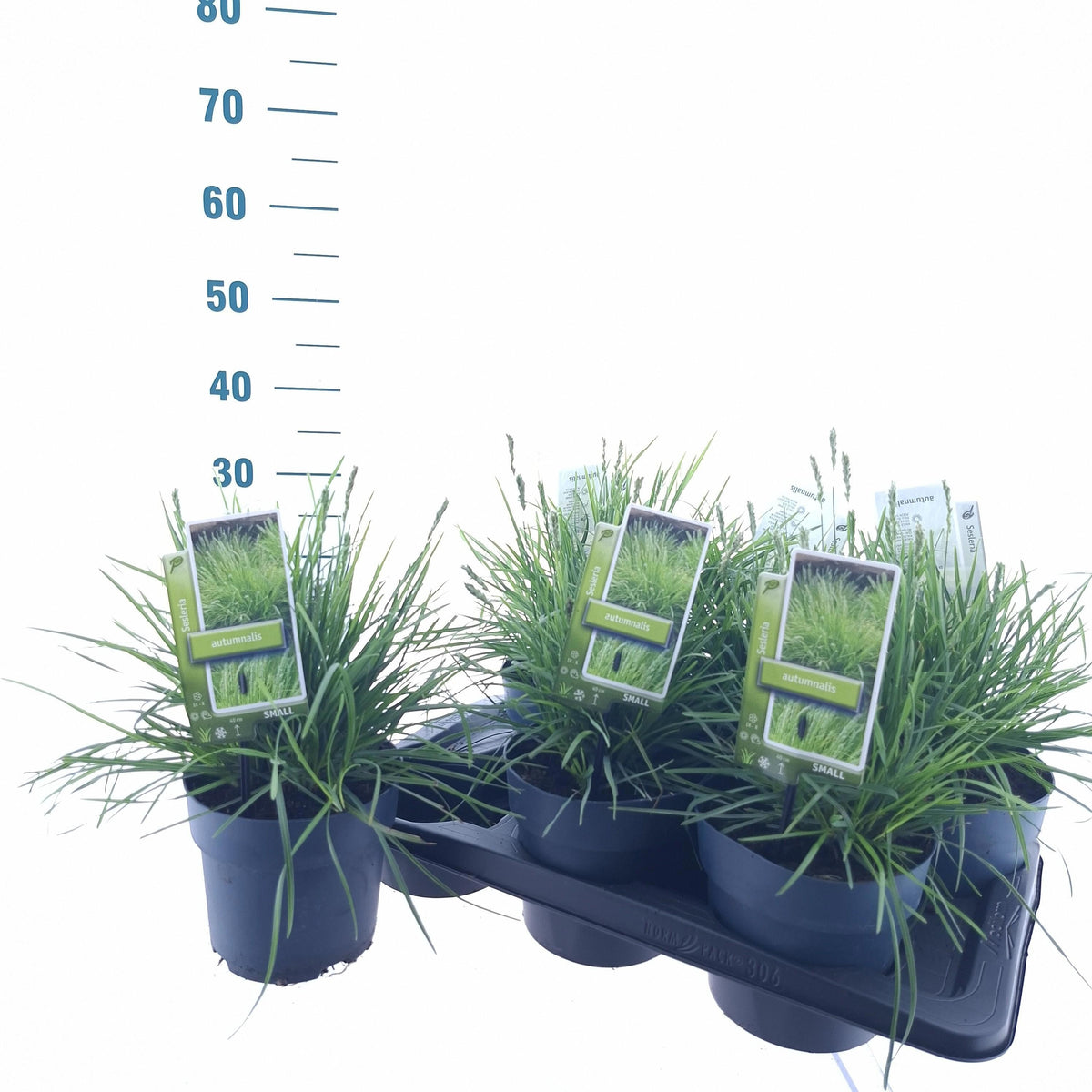 Sesleria autumnalis 30cm 17cm Pot