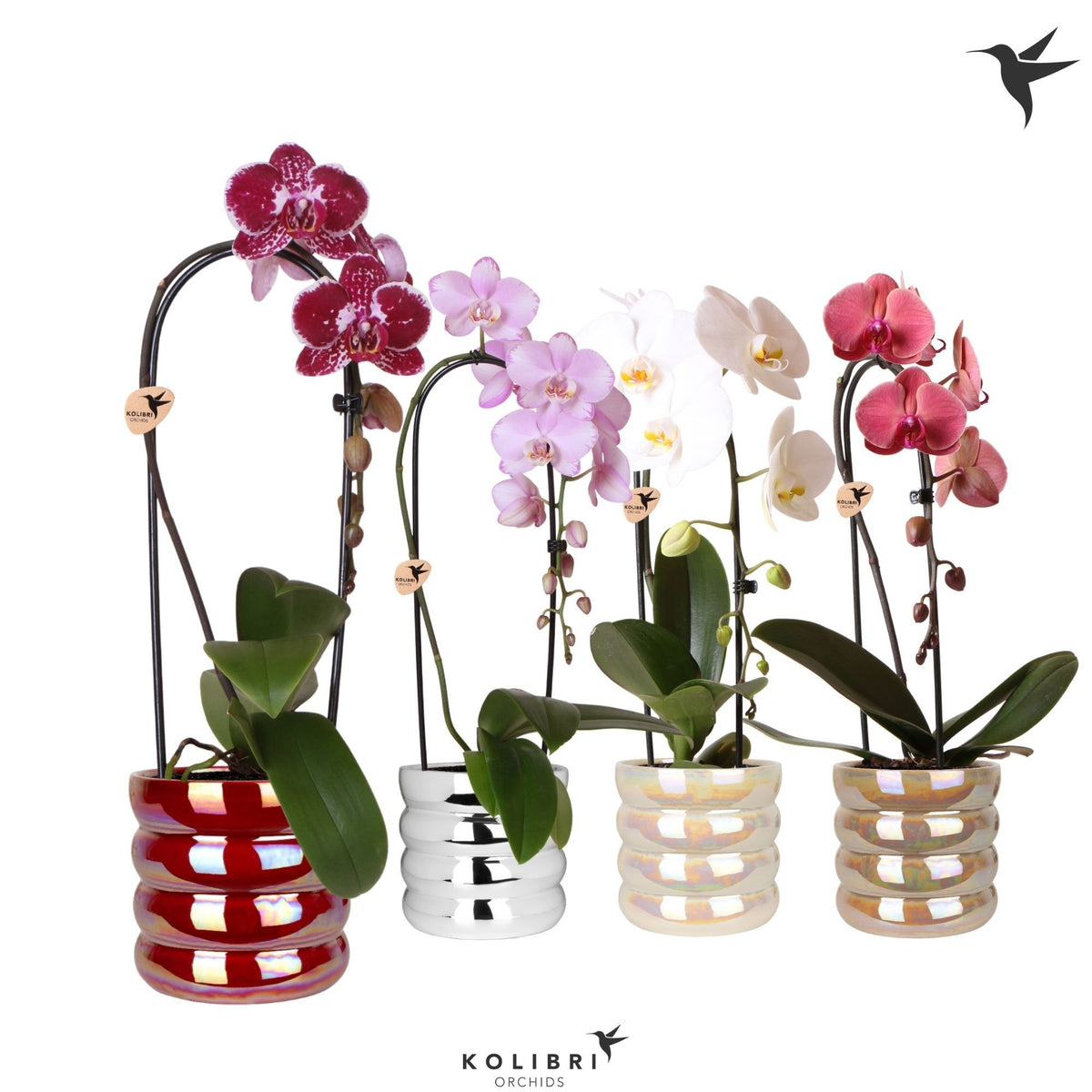 Phalaenopsis Elegant cascade 50cm 12cm Pot