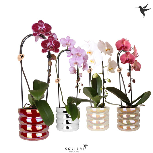 Phalaenopsis Elegant cascade 50cm 12cm Pot