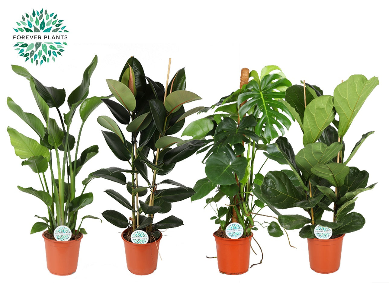 Foliage houseplants mix 130cm 24cm Pot