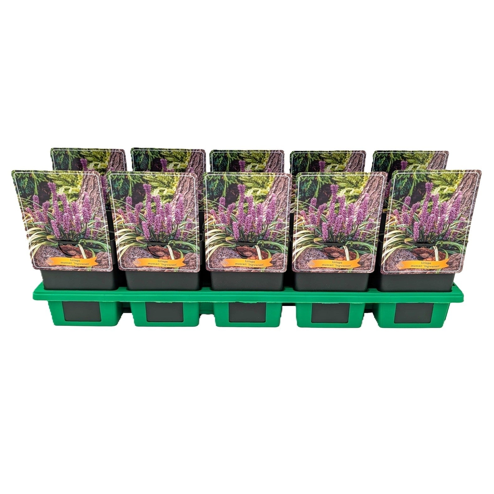 Liriope mus. Ingwersen 25cm 11cm Pot