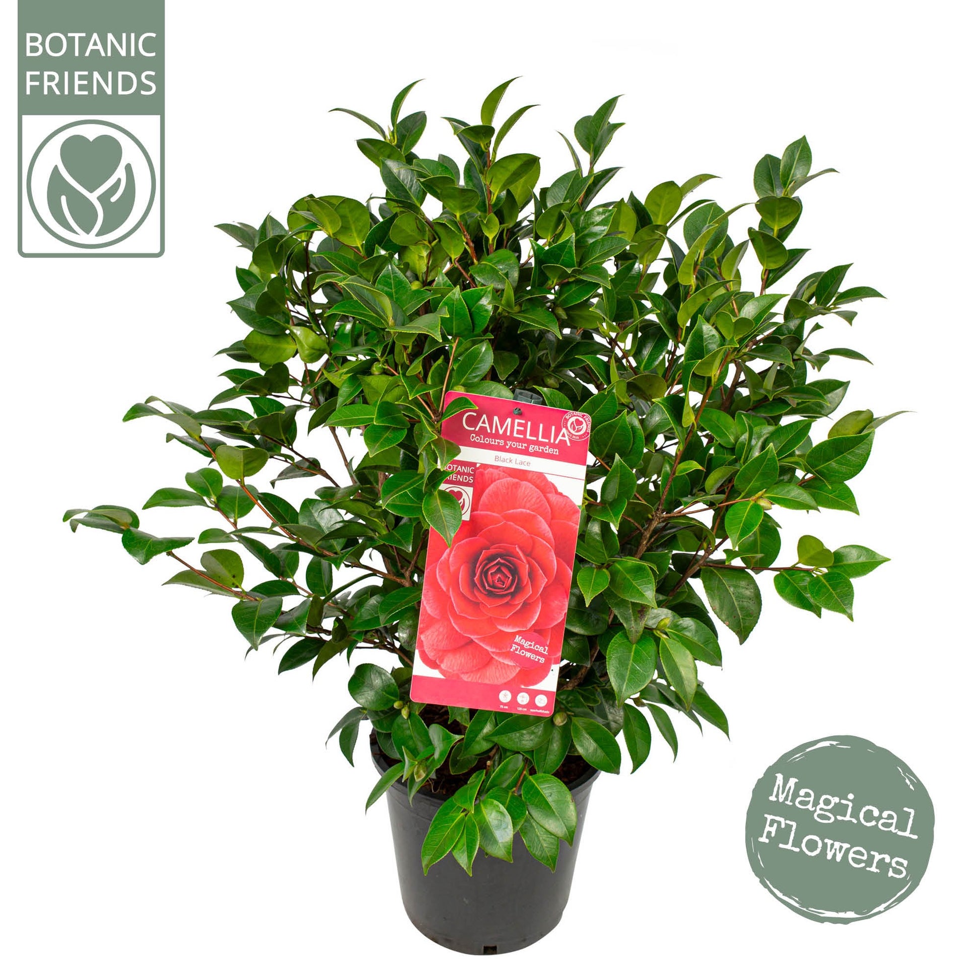 Camelia variable mix 85cm 24cm Pot