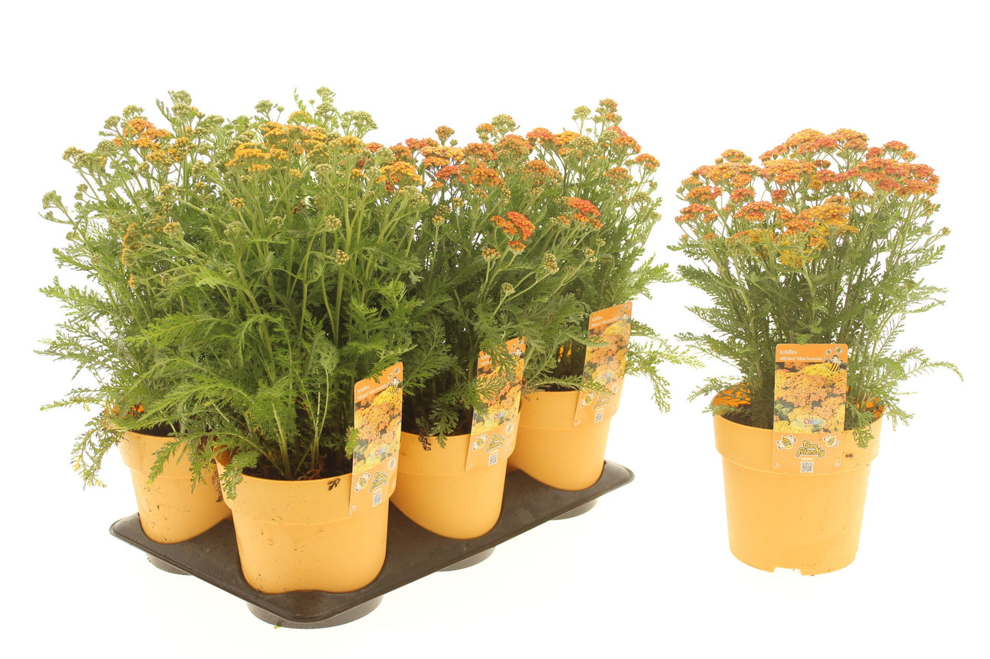 Achillea mil. Milly Rock Yellow 20cm 15cm Pot