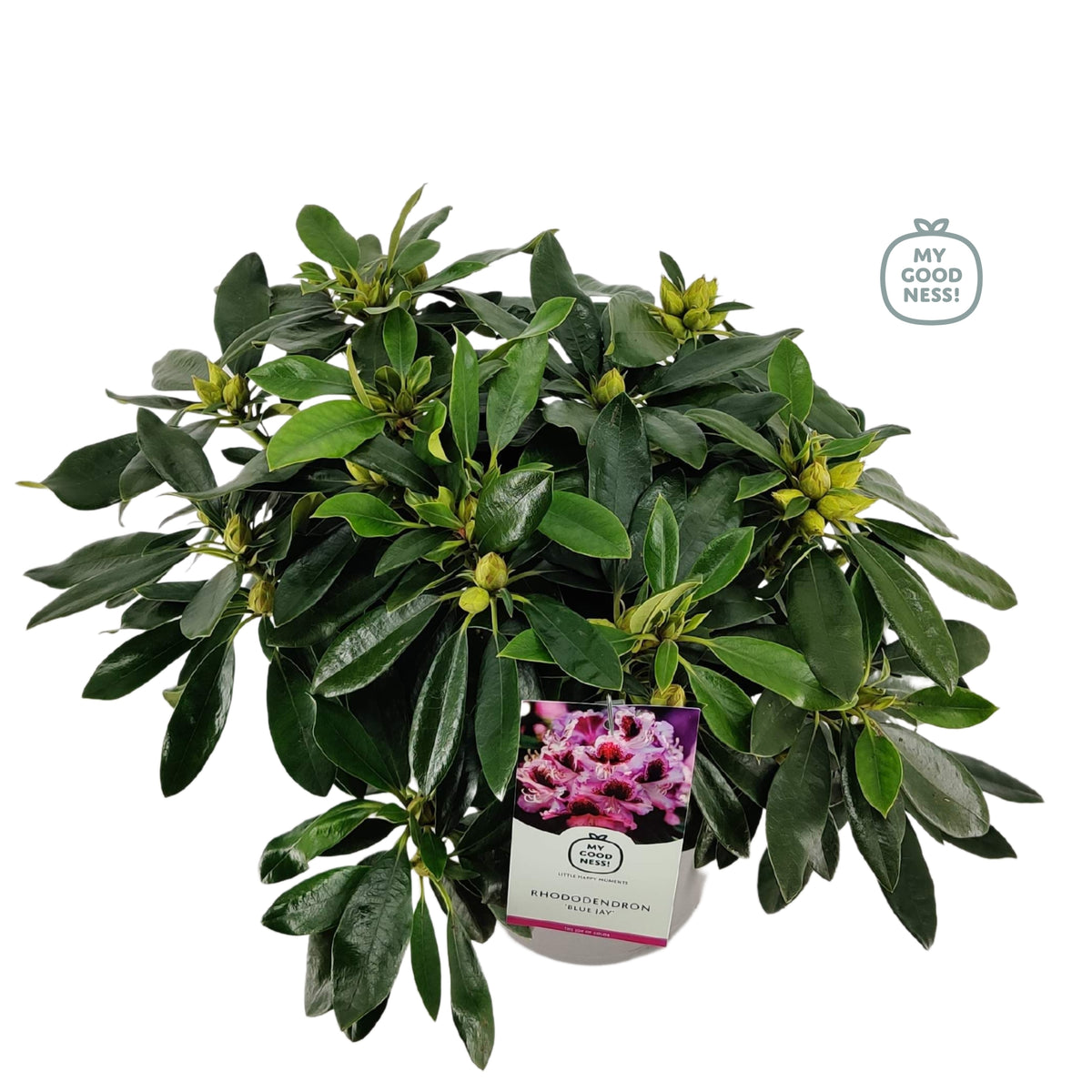 Rhododendron hippophaeoides 60cm 23cm Pot