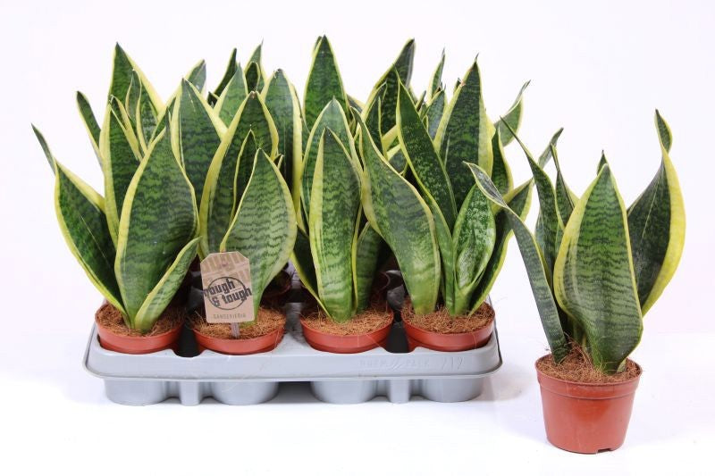 Fachjan BV Sansevieria Futura Superba Pack of 18