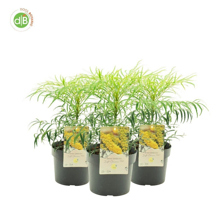 Mahonia 25cm 19cm Pot