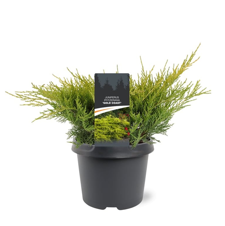 Juniperus Gold Coast 30cm 19cm Pot