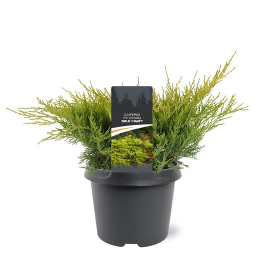 Juniperus Gold Coast 30cm 19cm Pot