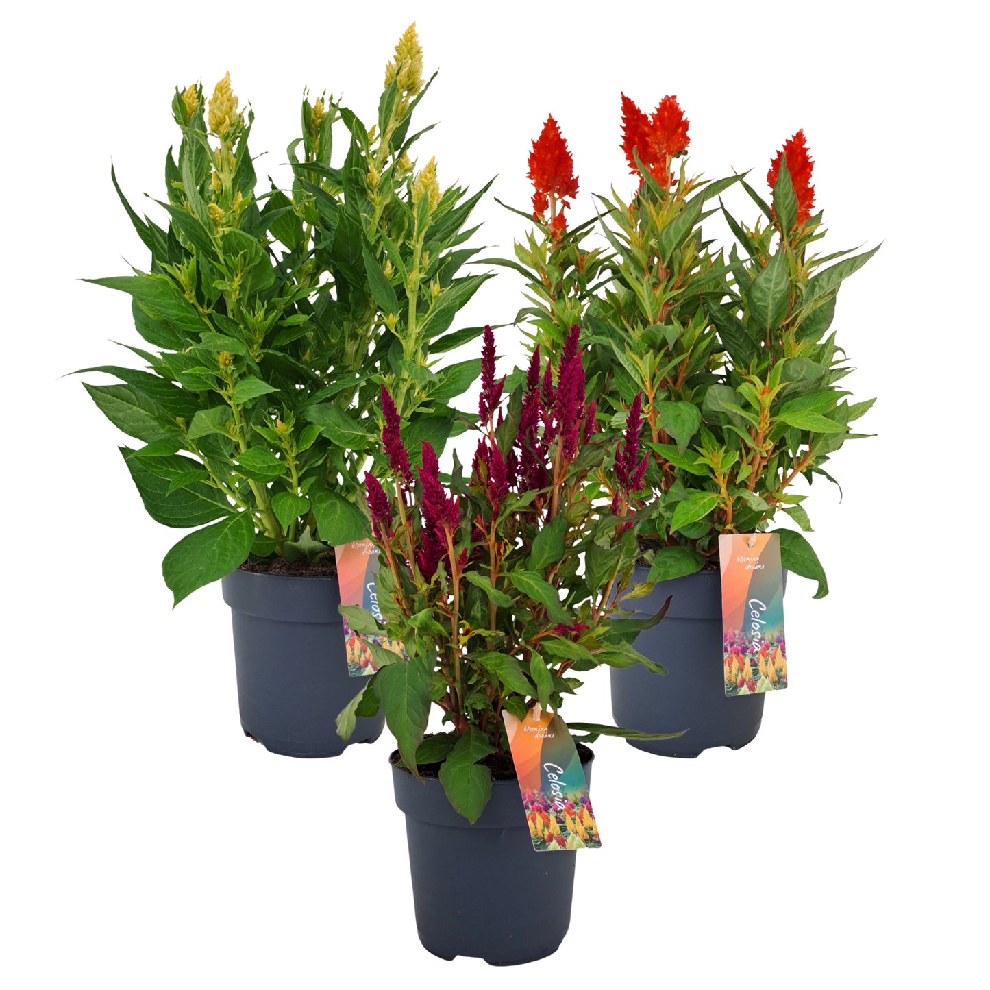 Celosia Kelos Fire mix 40cm 17cm Pot