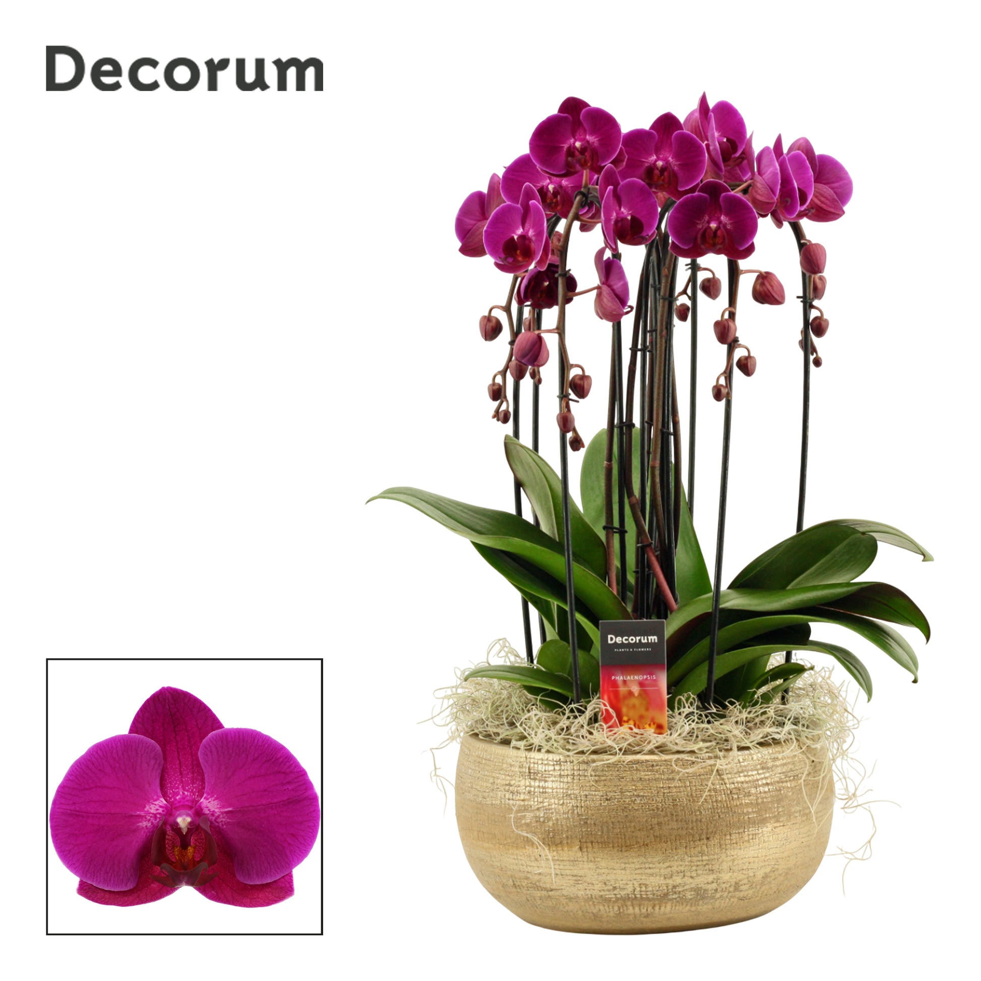 Phalaenopsis purple 55cm 27cm Pot