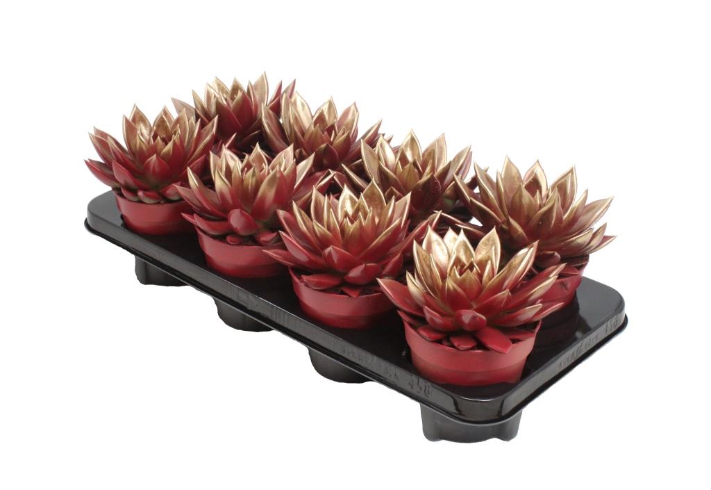 Echeveria Miranda 15cm 12cm Pot