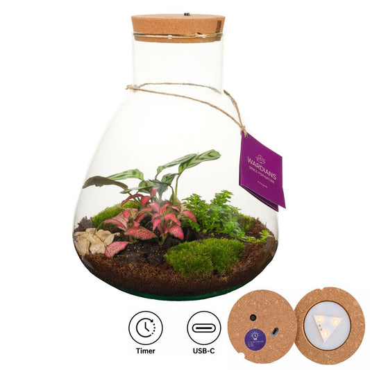 arr. terrarium + led 30cm 26cm Pot